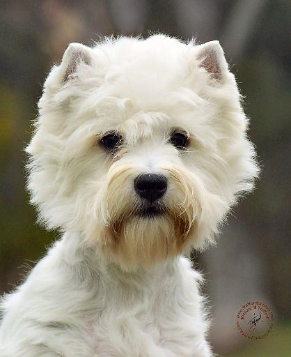 West Highland White Terrier 9J29D-04.JPG